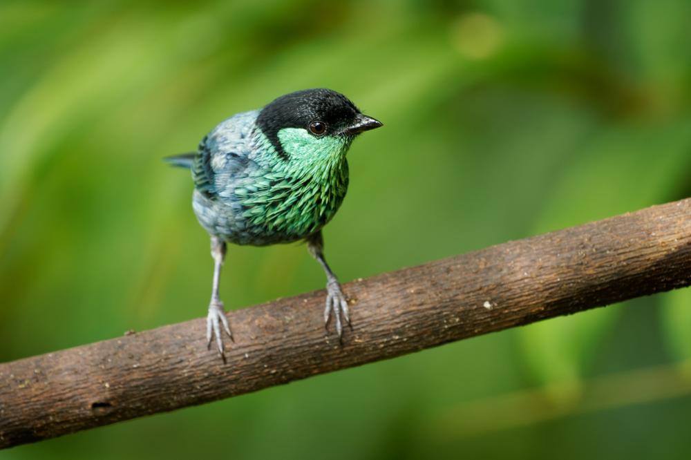 Bird Watching : où observer les oiseaux en Colombie ?