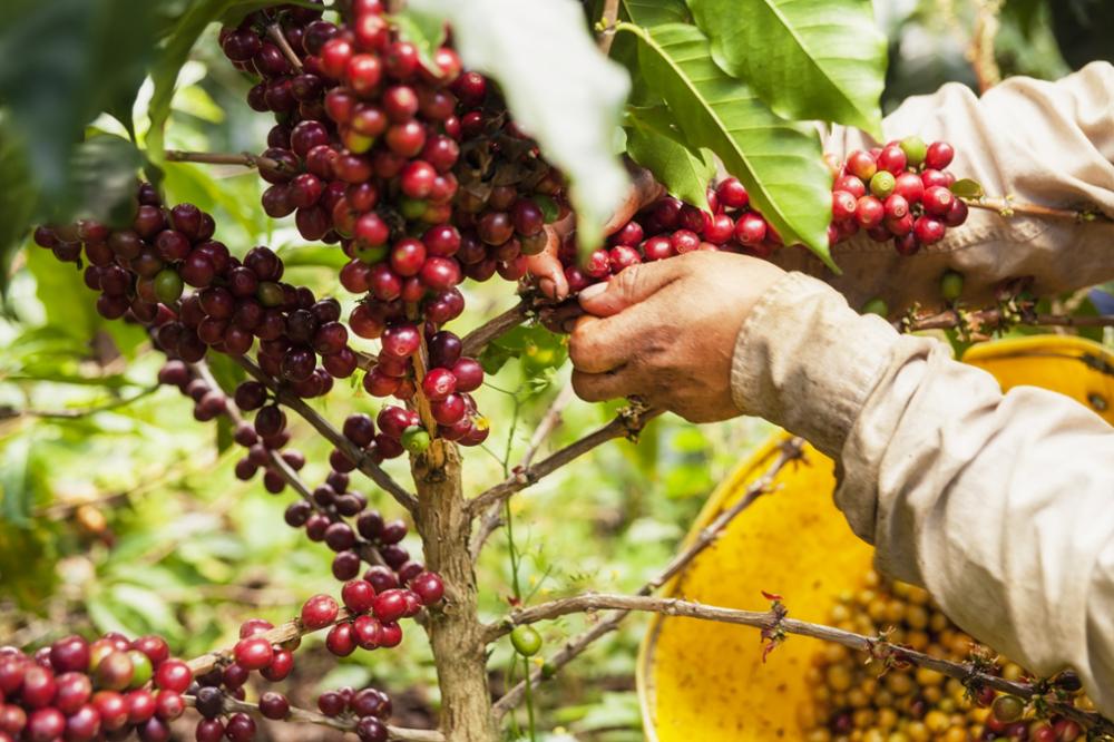 Visiter une plantation de café en Colombie