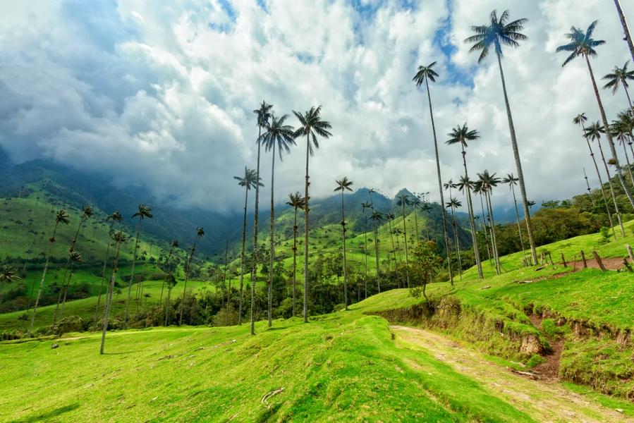 Découverte de la Vallée de Cocora et de ses palmiers de cire
