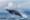 Où voir les baleines en Colombie ? | 5 spots d’observation incontournables